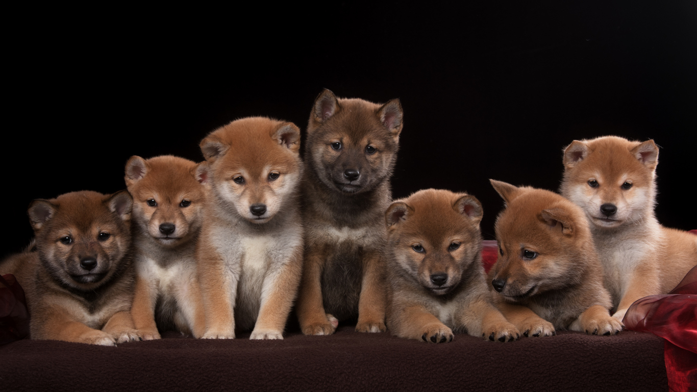 Pack of seven shiba inu puppies and looking in camera