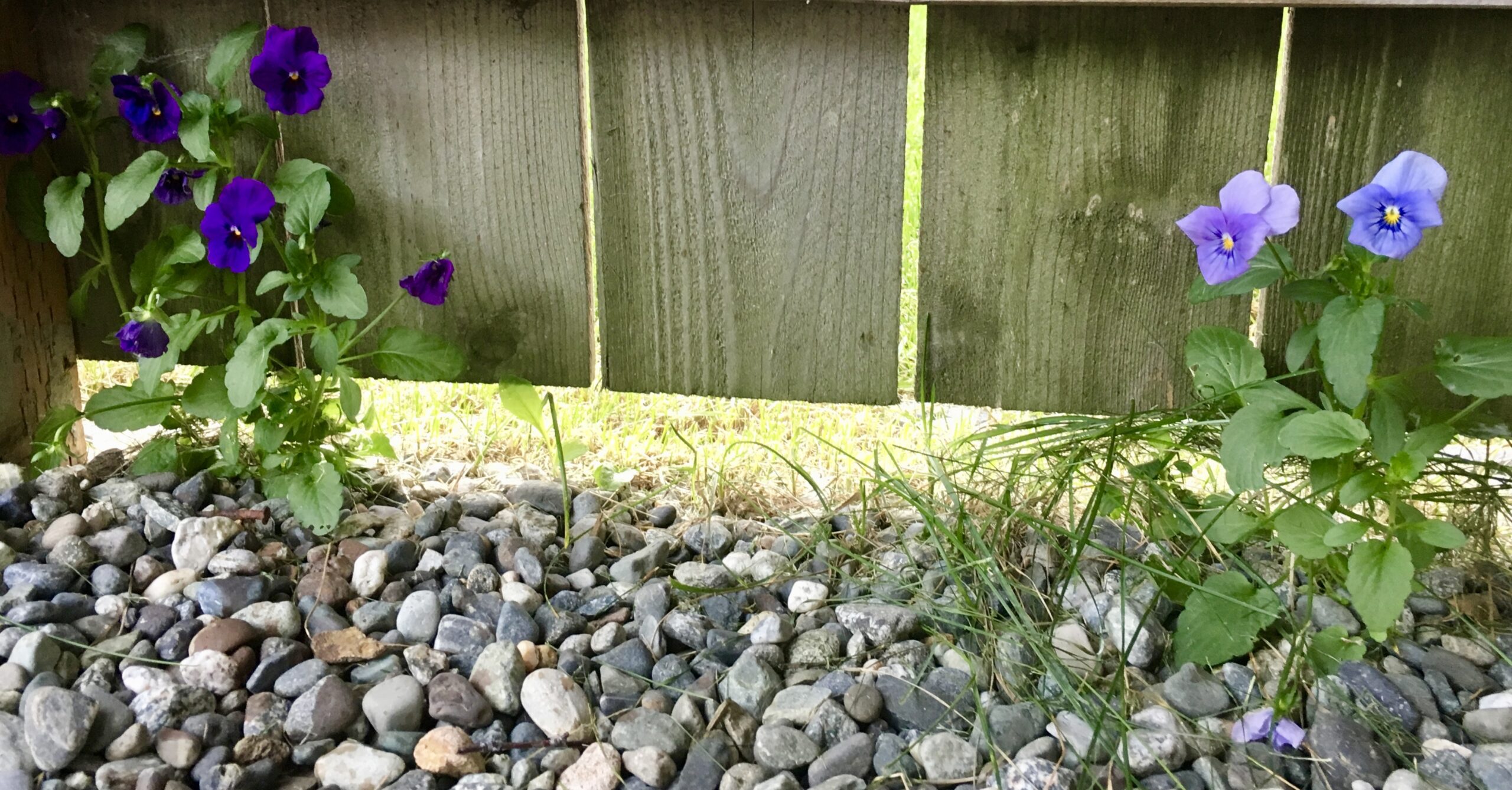 flowers in the rocks