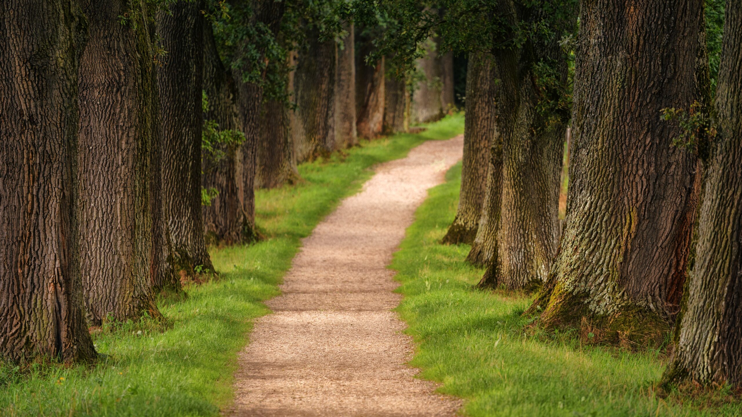 forest road