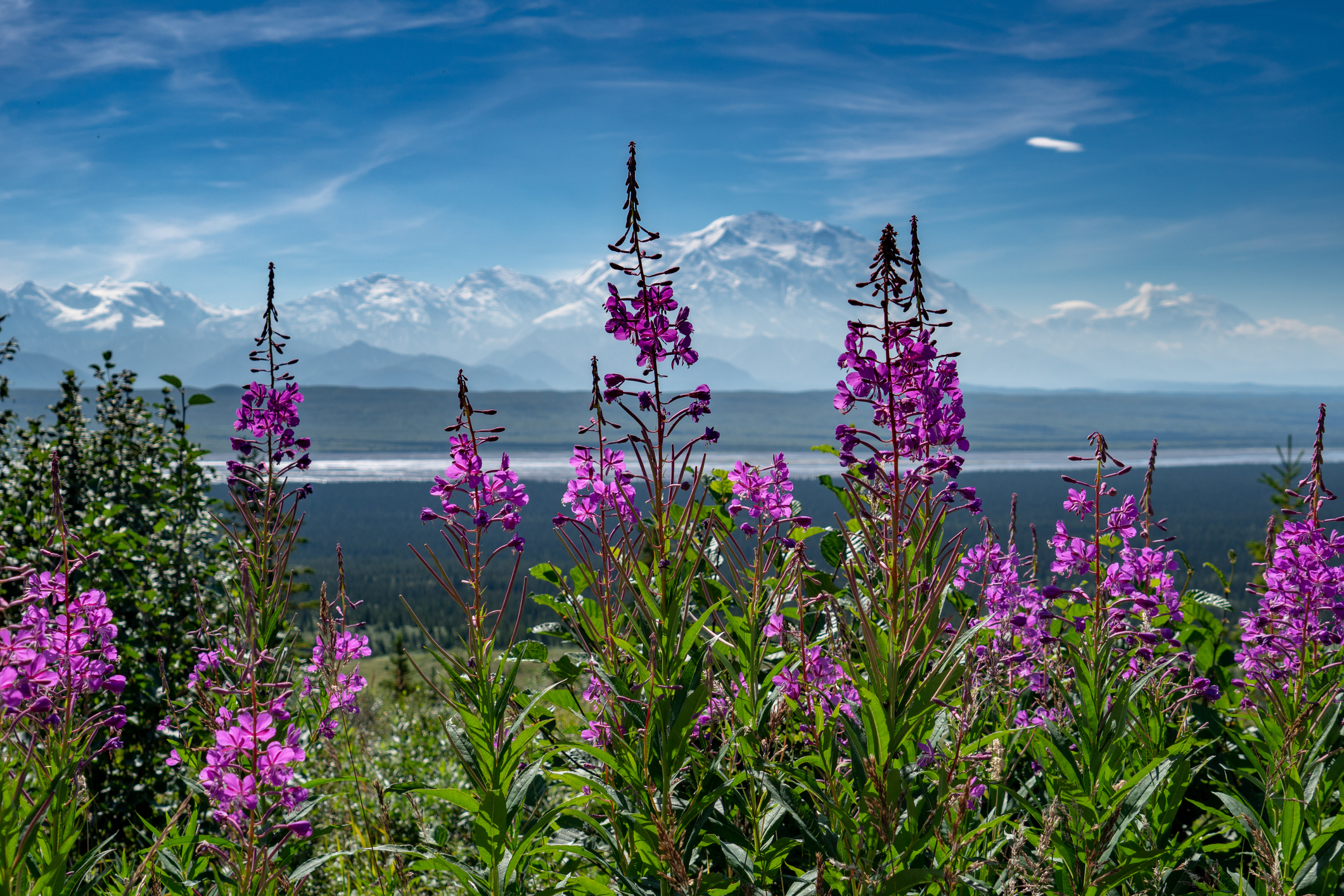 Fireweed: Beauty from Ashes